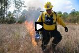 Video. Dressed for Fire. Firefighter lights a controlled burn.